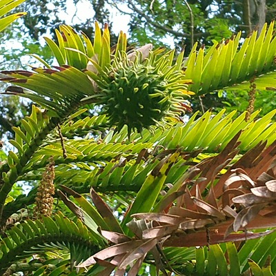 gaebis