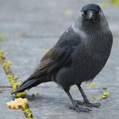 wanderingjackdaw@ieji.de wanderingjackdaw@ieji.de