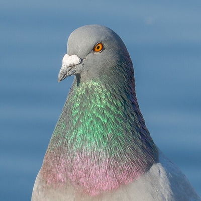 helpfulpigeon@ieji.de