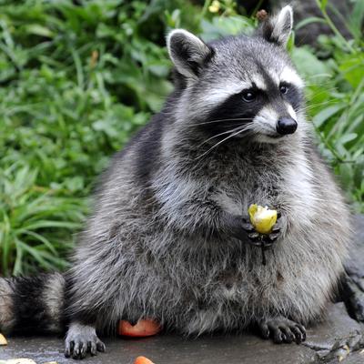 raccoonboiii