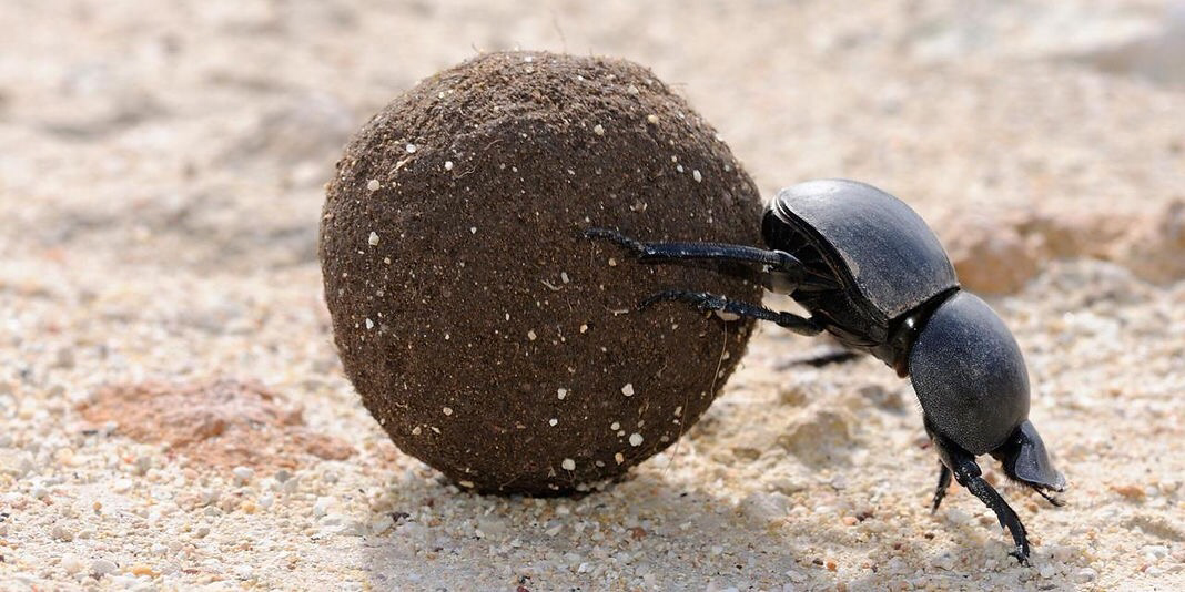A Dung Beetle pushes his ball of shit around. He's proud of his ball of shit. It's a nice ball of shit, sure to impress the ladies.