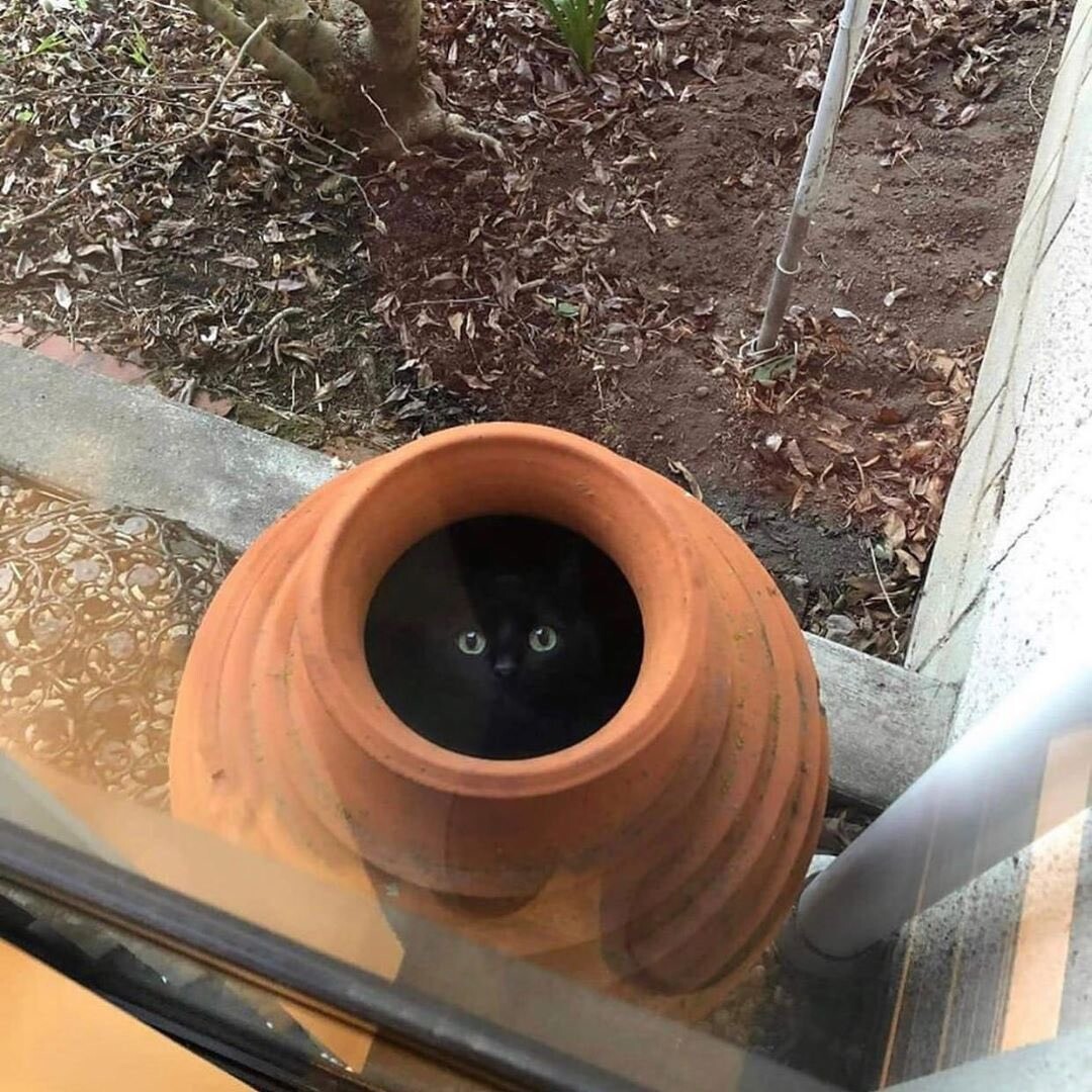 The abyss, who is a smol black cat, resides in a terra cotta planter.

Not my photo.