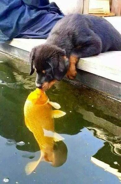 A puppy and a goldfish smooch at the water's surface. 