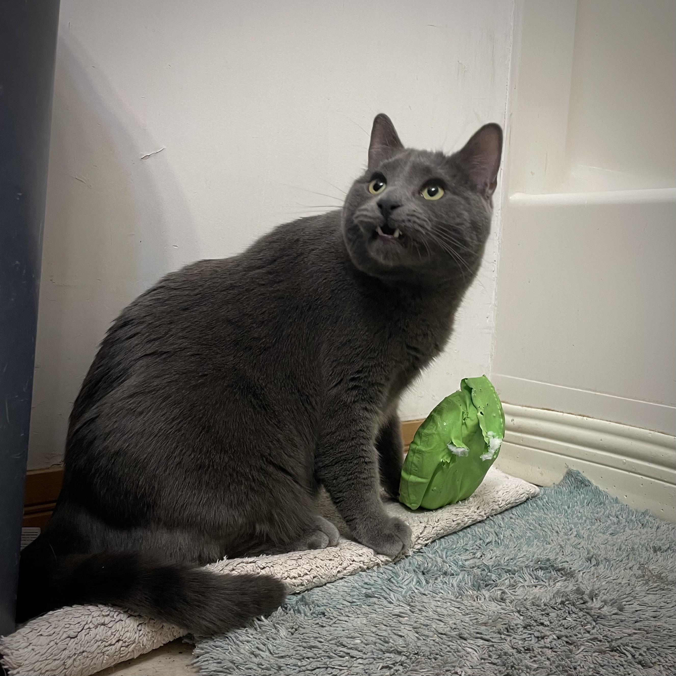 A grey cat, mouth open, sits on a bath mat with a torn green whoopie cushion in front of him.