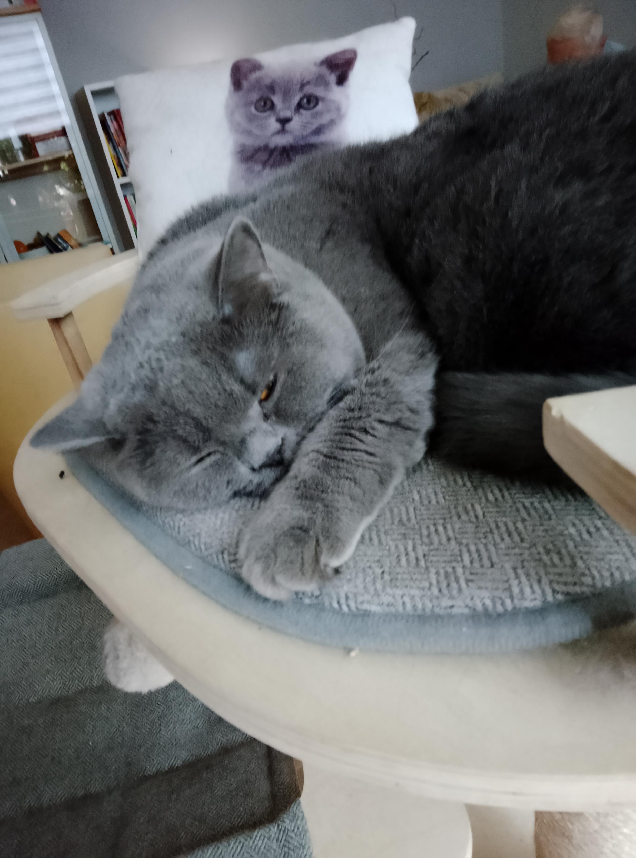 Leila, a gray British Shorthair with golden eyes, is glaring at me for disturbing her slumber.
Her eye is barely open, but the disdain comes through clearly. 