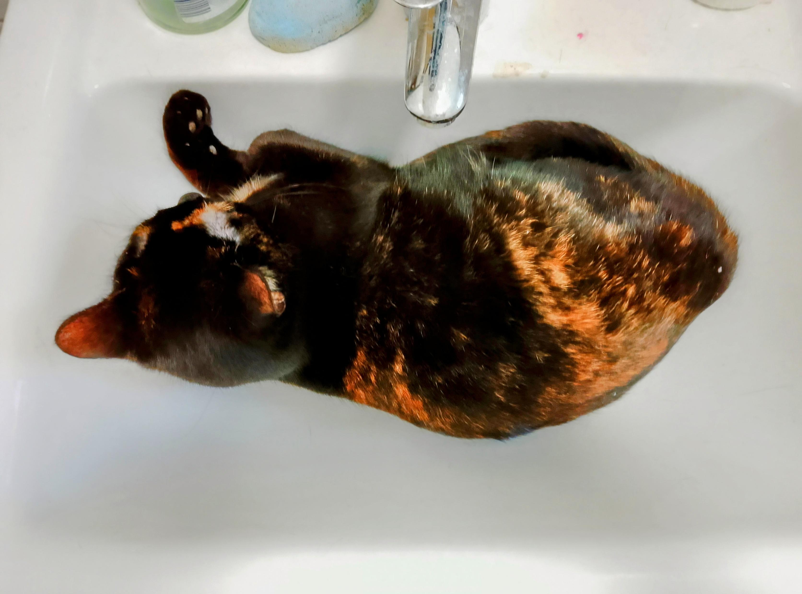 Harley Quinn, an almost black tortoiseshell with cinnamon and cream splotches, sleeps in the bathroom sink.
Lighting, and turning the red up to 11, makes it look like she's made of burning coal.