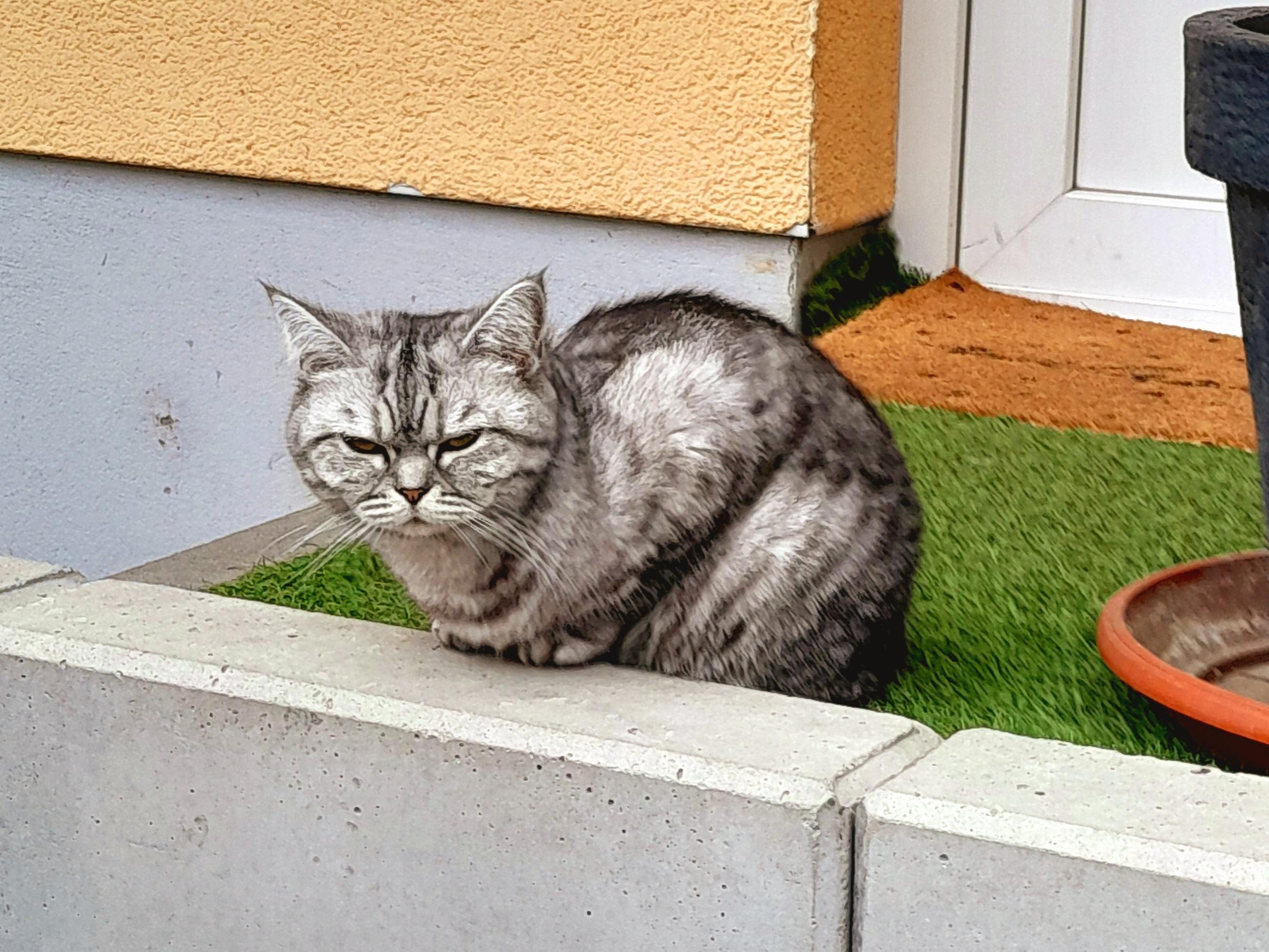 A gray tiger striped British Shorthair chills on a front porch.