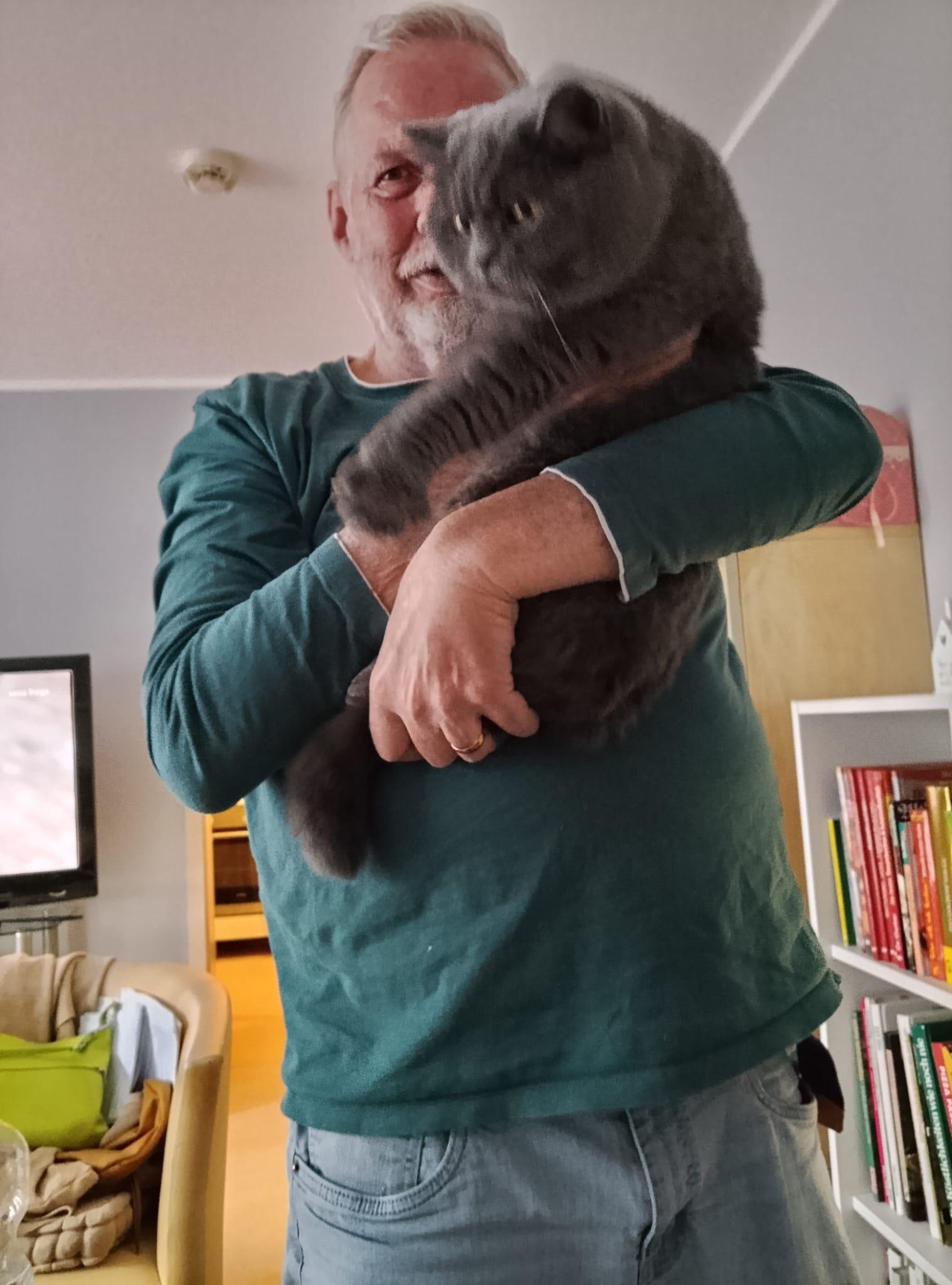 Leila, a gray British Shorthair with golden eyes, squirms as she gets manhandled by yours truly.