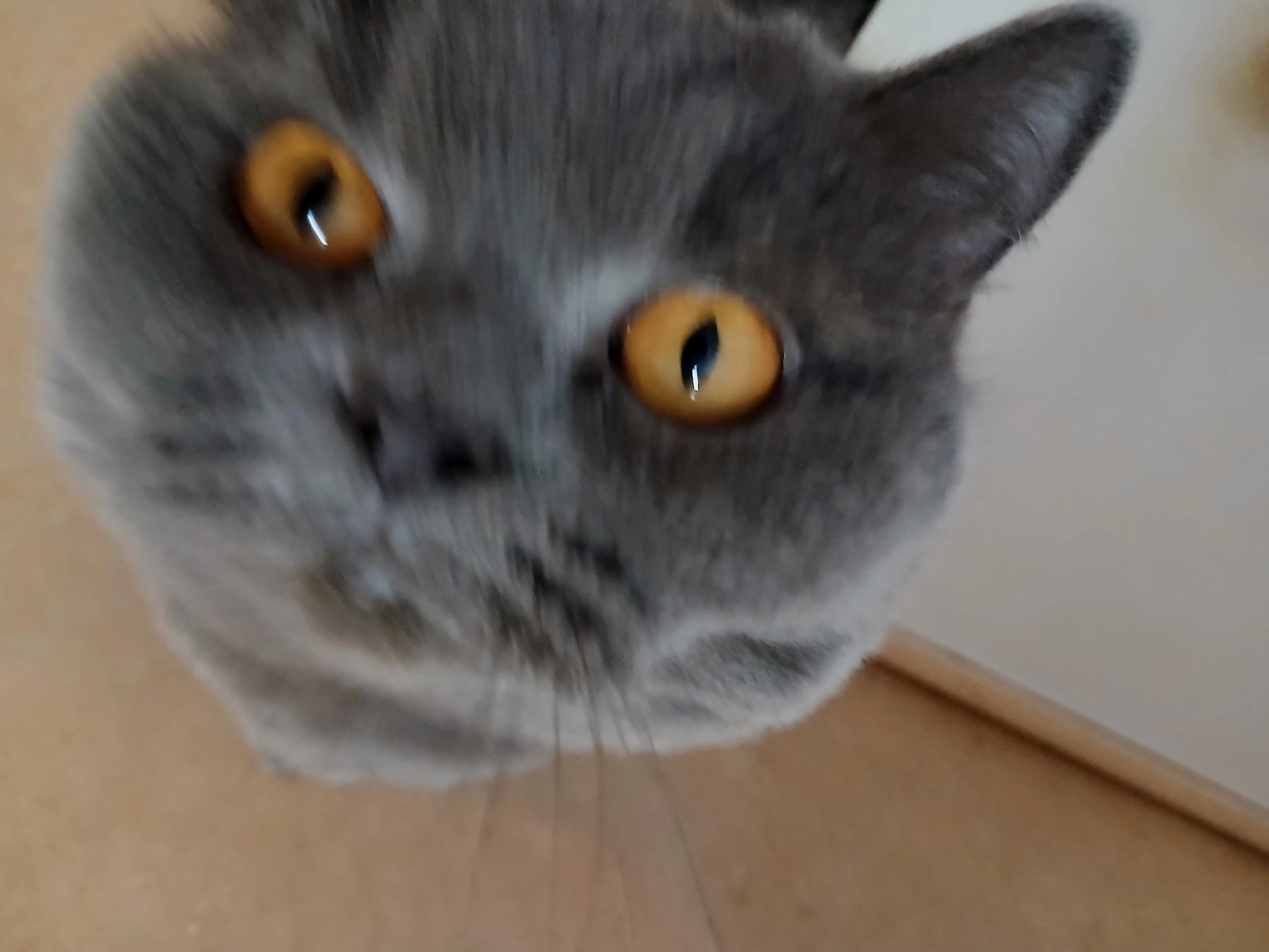 Leila, a gray British Shorthair with golden eyes, looks at me sticking a camera in her face.