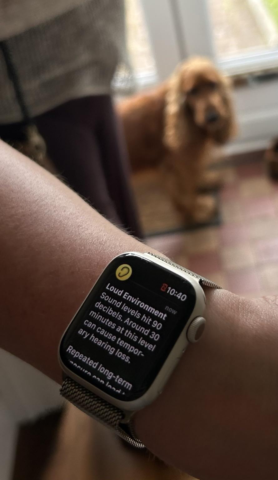 Shot of someone's wrist in the foreground wearing a smartwatch that's displaying an alert about harmful  noise levels. Meanwhile in the background, the source of the harmful audio (Baxter the golden cocker spaniel dog) is in mid-bark.
