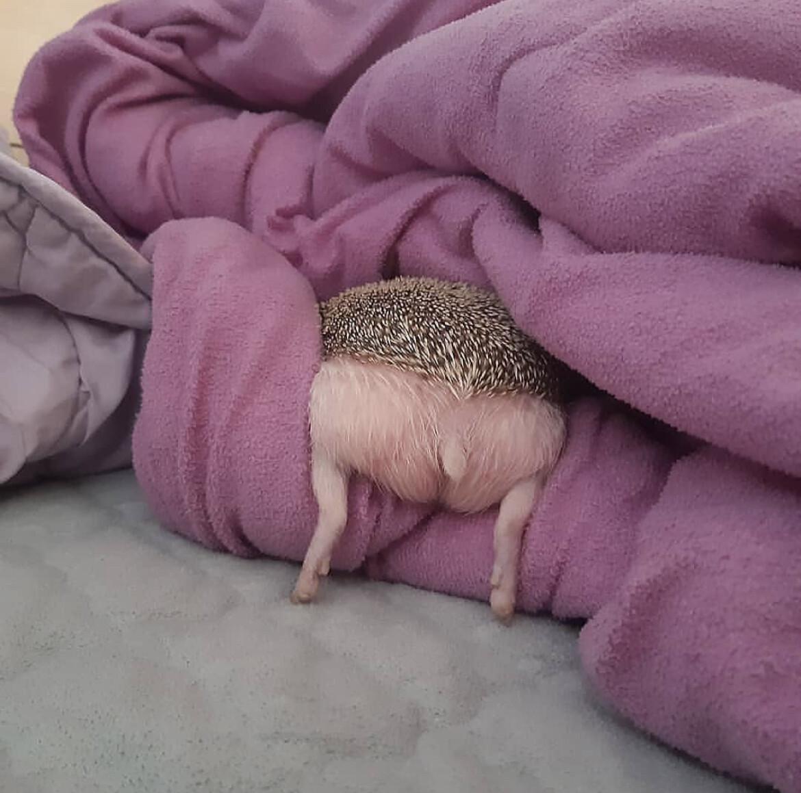 A hedgehog burrows into a pike of pink purple blankets, leaving it's unspined butt cheeks and legs dangling.
Hedgehogs have butt cheeks!