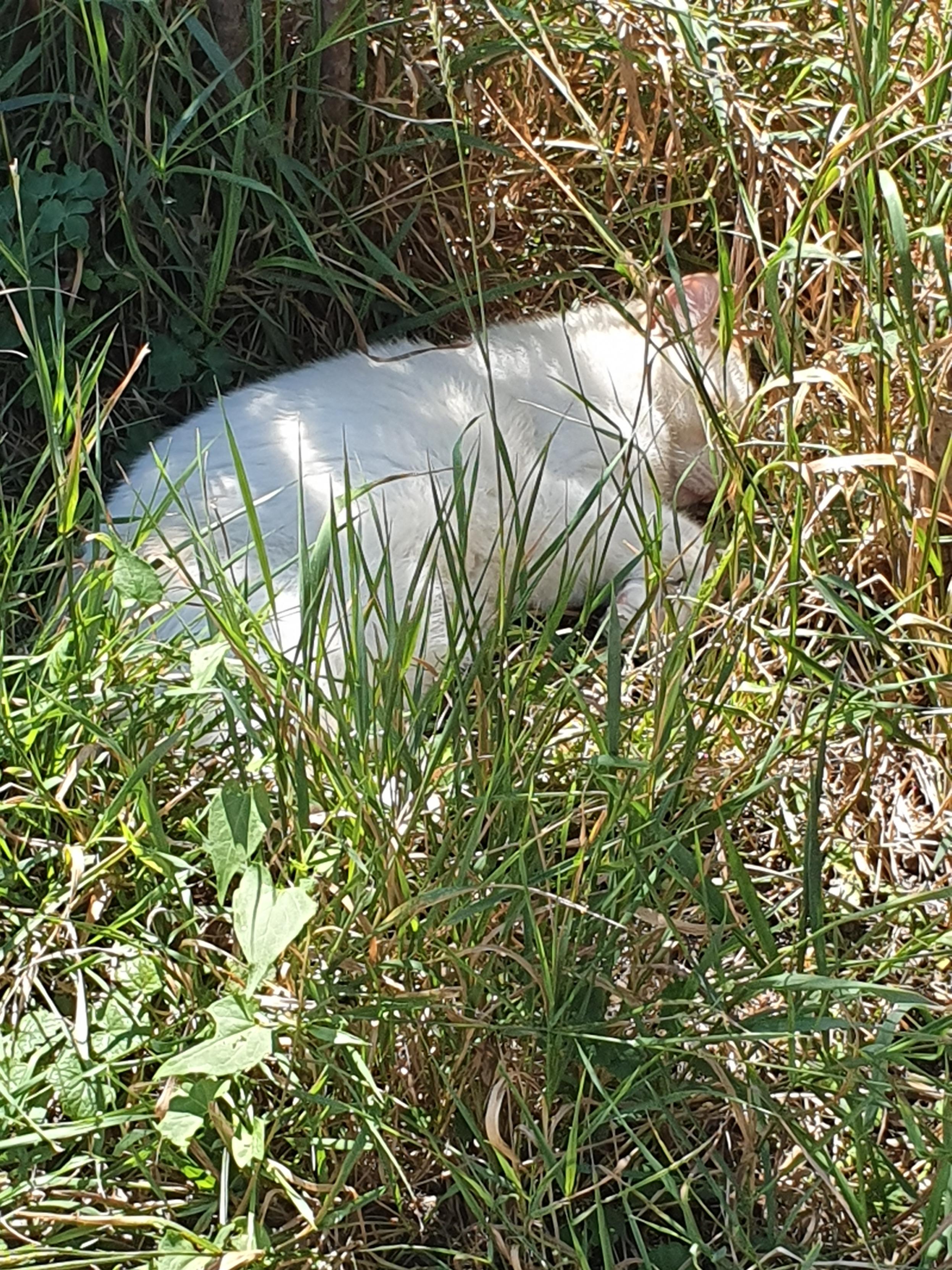 Eine kleine creme-rotgetigerte Katze liegt im Schatten im Gras und schläft.