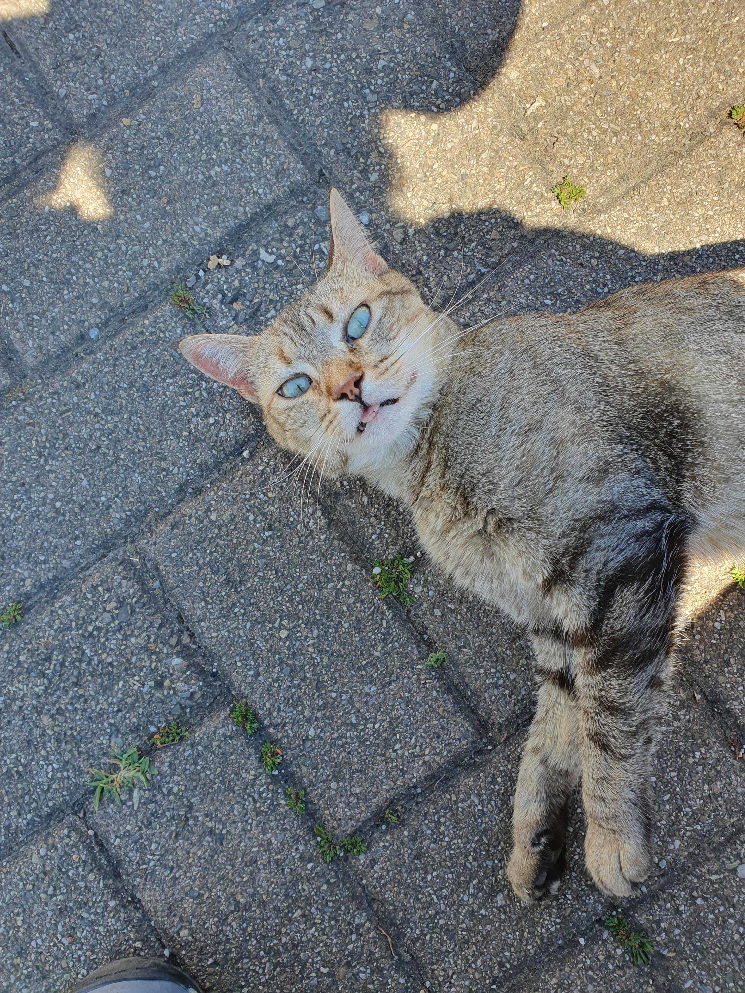 Eine kleine Tiger-Katze liegt auf dem Gehweg im Schatten der Fotografin und schaut nach oben in die Kamera. Die Zunge hängt etwas raus.