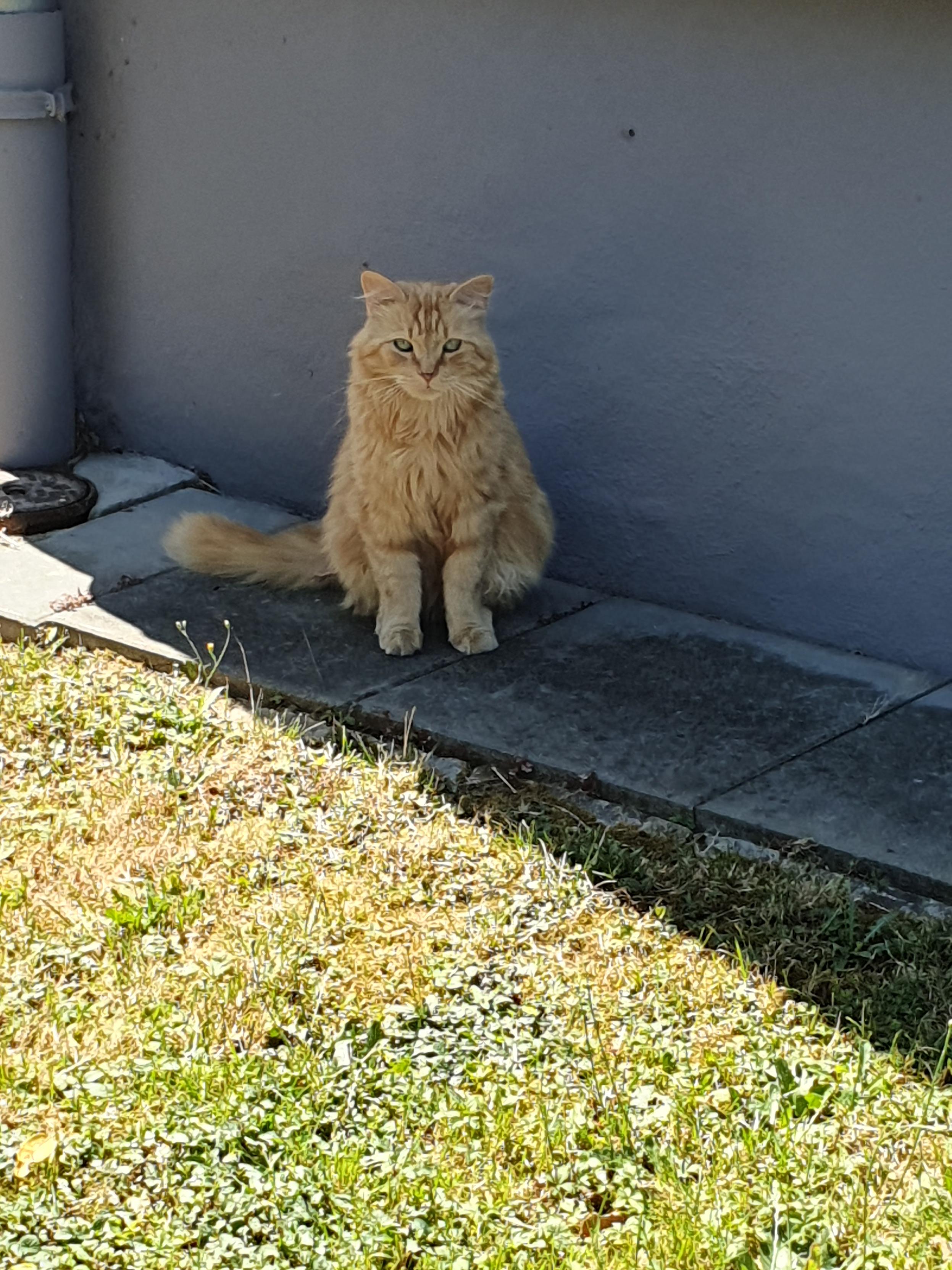 Neben einem Haus im Schatten sitzt ein rotgetigerter Kater mit langem Fell und schaut Richtung Kamera.