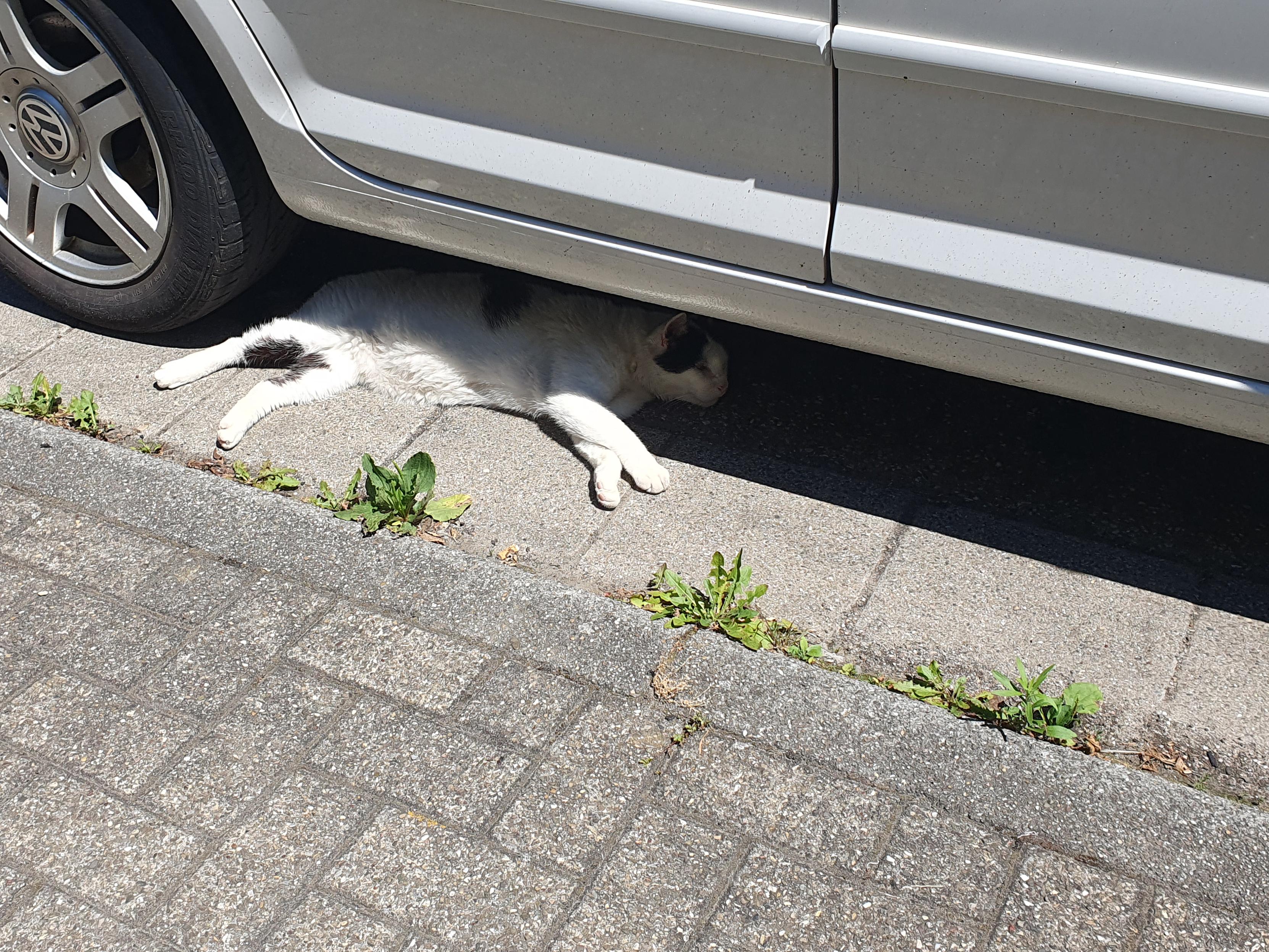 Eine schwarz-weiße Katze liegt unter einem geparkten silberfarbenen Auto im Schatten, nur die vier Beine sind in der Sonne.