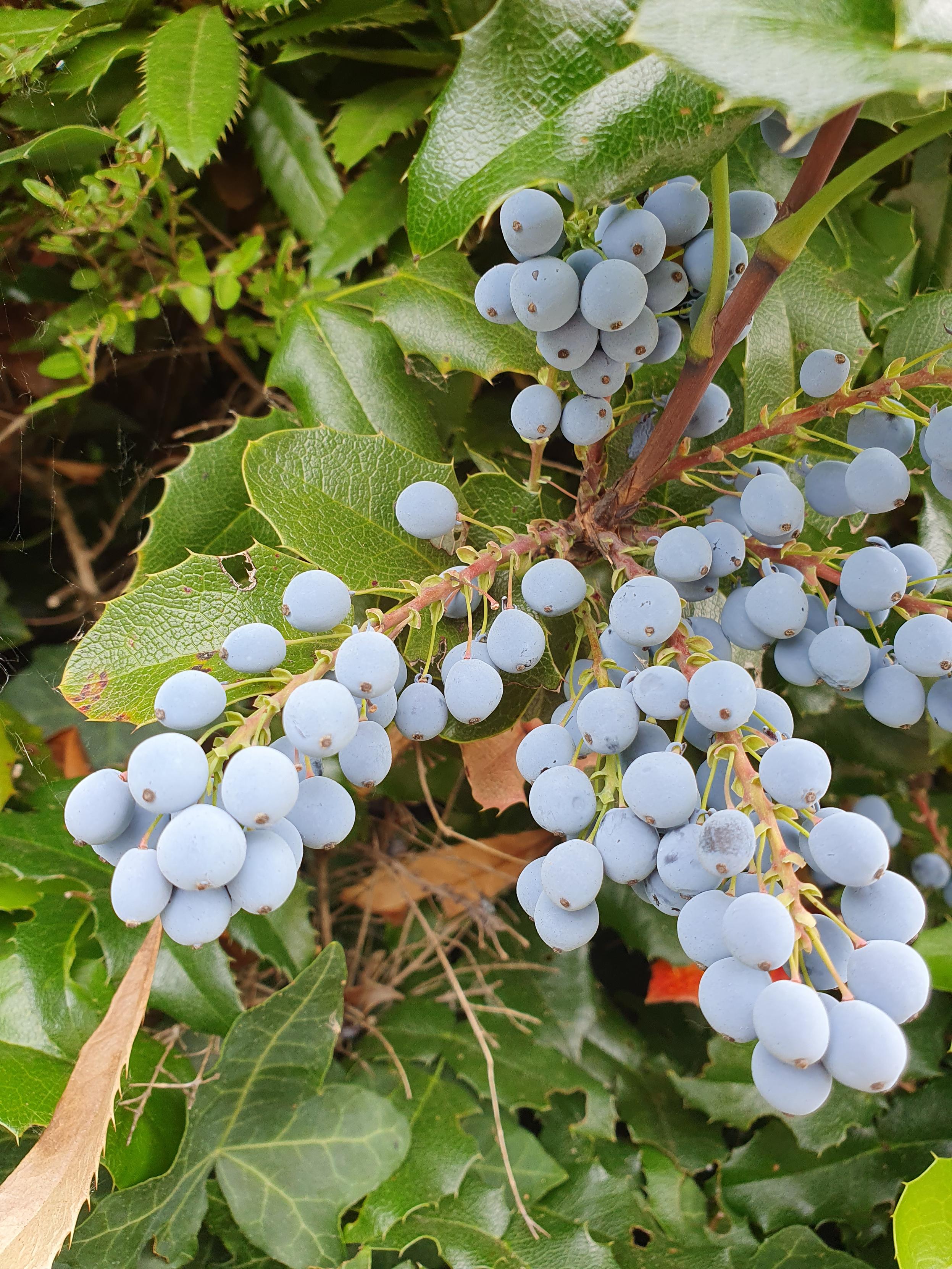 Blaue Beeren an einem Dornenbusch