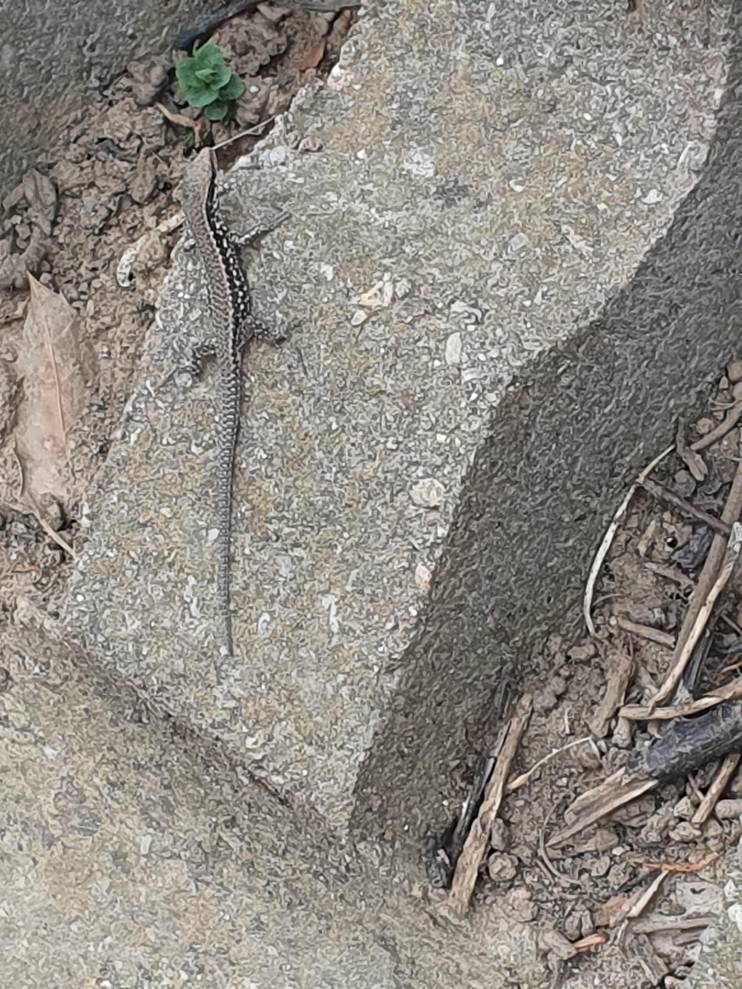 Eine kleine Eidechse sitzt fluchtbereit auf einem Betonstein