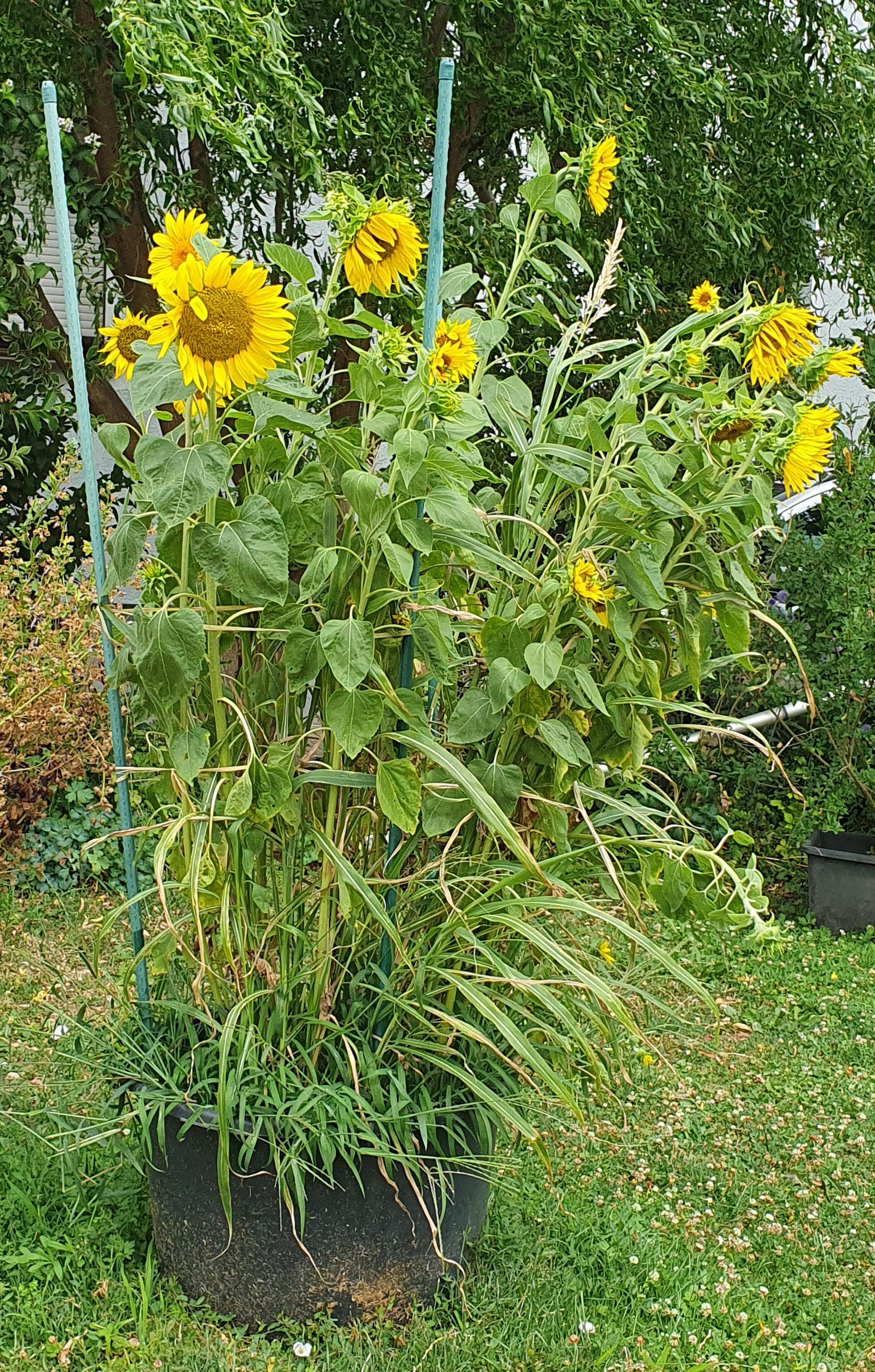 Eine Gruppe Sonnenblumen wächst aus einem Bottich hoch hinaus und blüht.