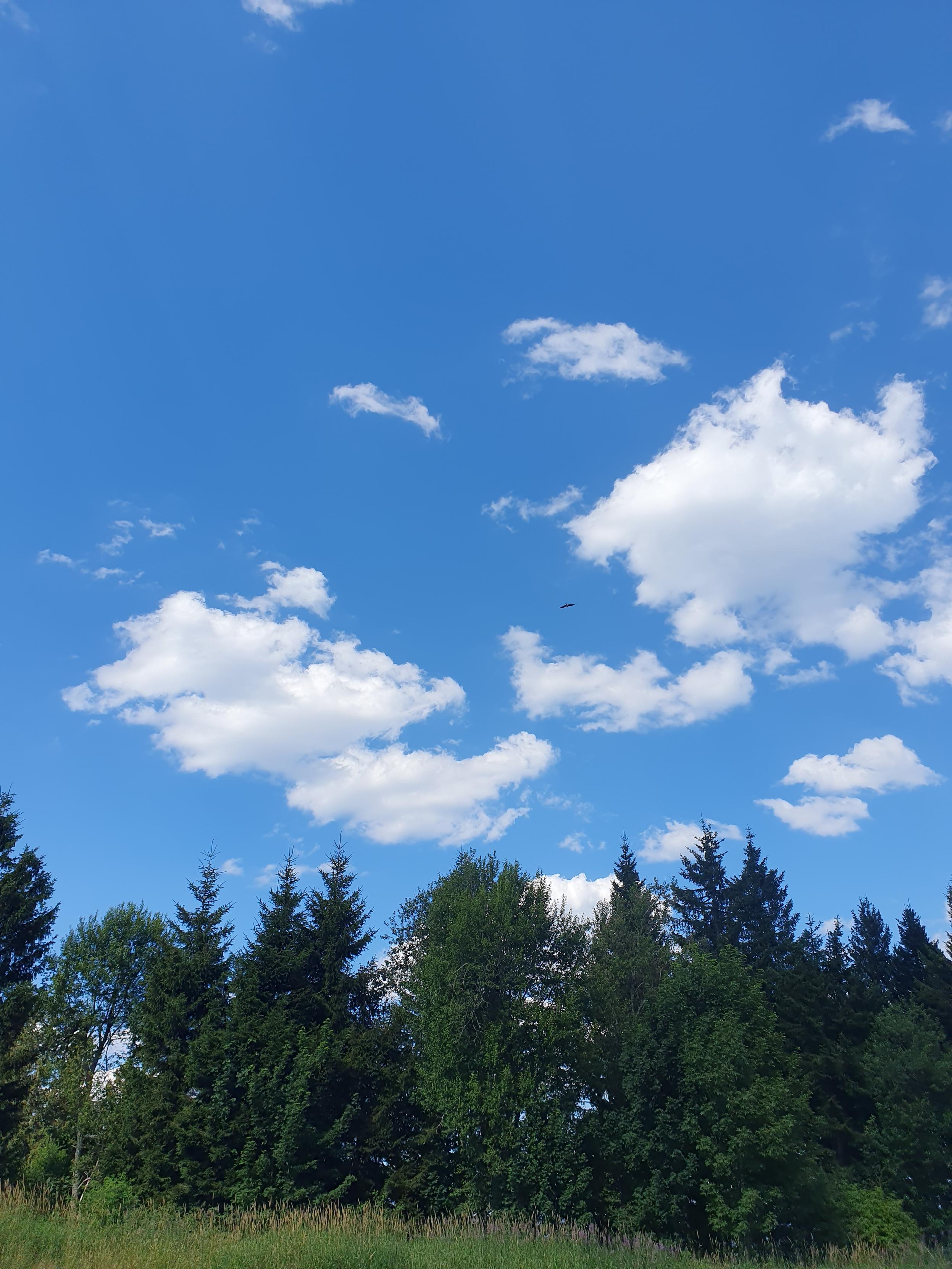 Nadelbäume, darüber blauer Himmel mit ein paar Wölkchen und einem Greifvogel