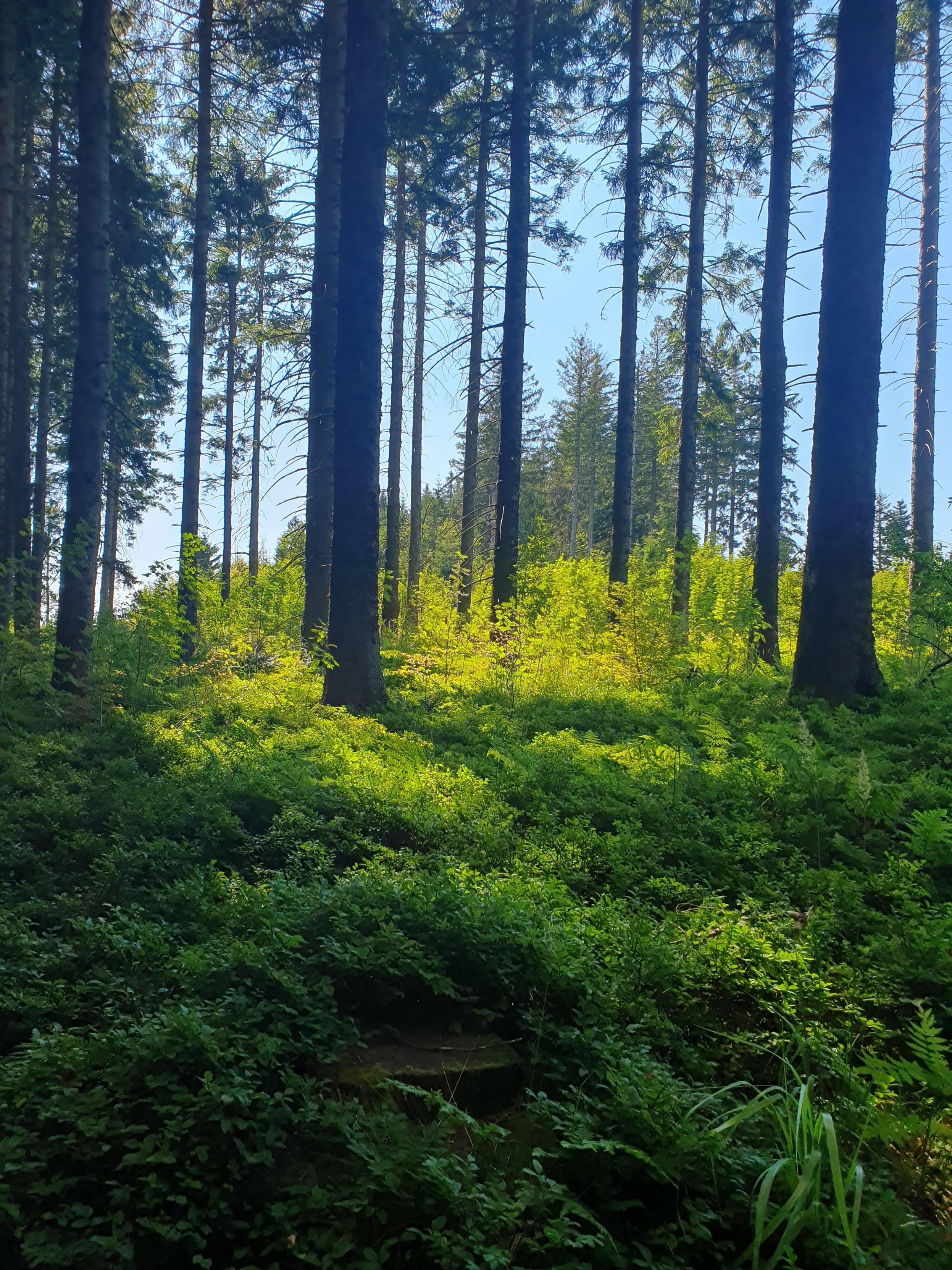 Zwischen Nadelbäumen scheint von einer Schneise her die Sonne in den Wald. Am Boden wachsen Heidelbeeren.