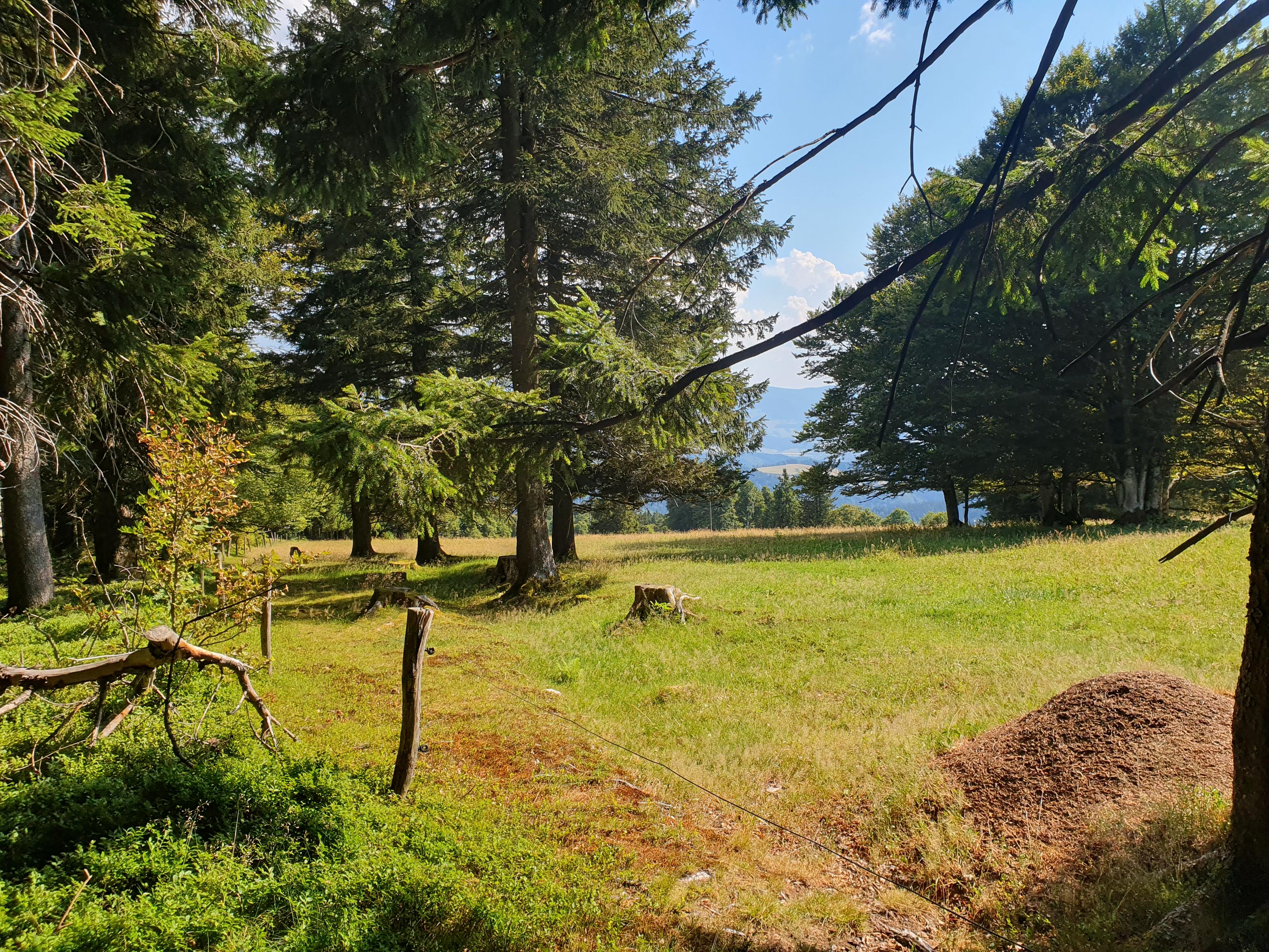 Eine abgezäunte Wiese am Waldrand. Ganz rechts am Fuß eines Baumes ein großer Ameisenbau. Durch einige Bäume auf der sonnigen Wiese hindurch sieht man runter ins Tal.
