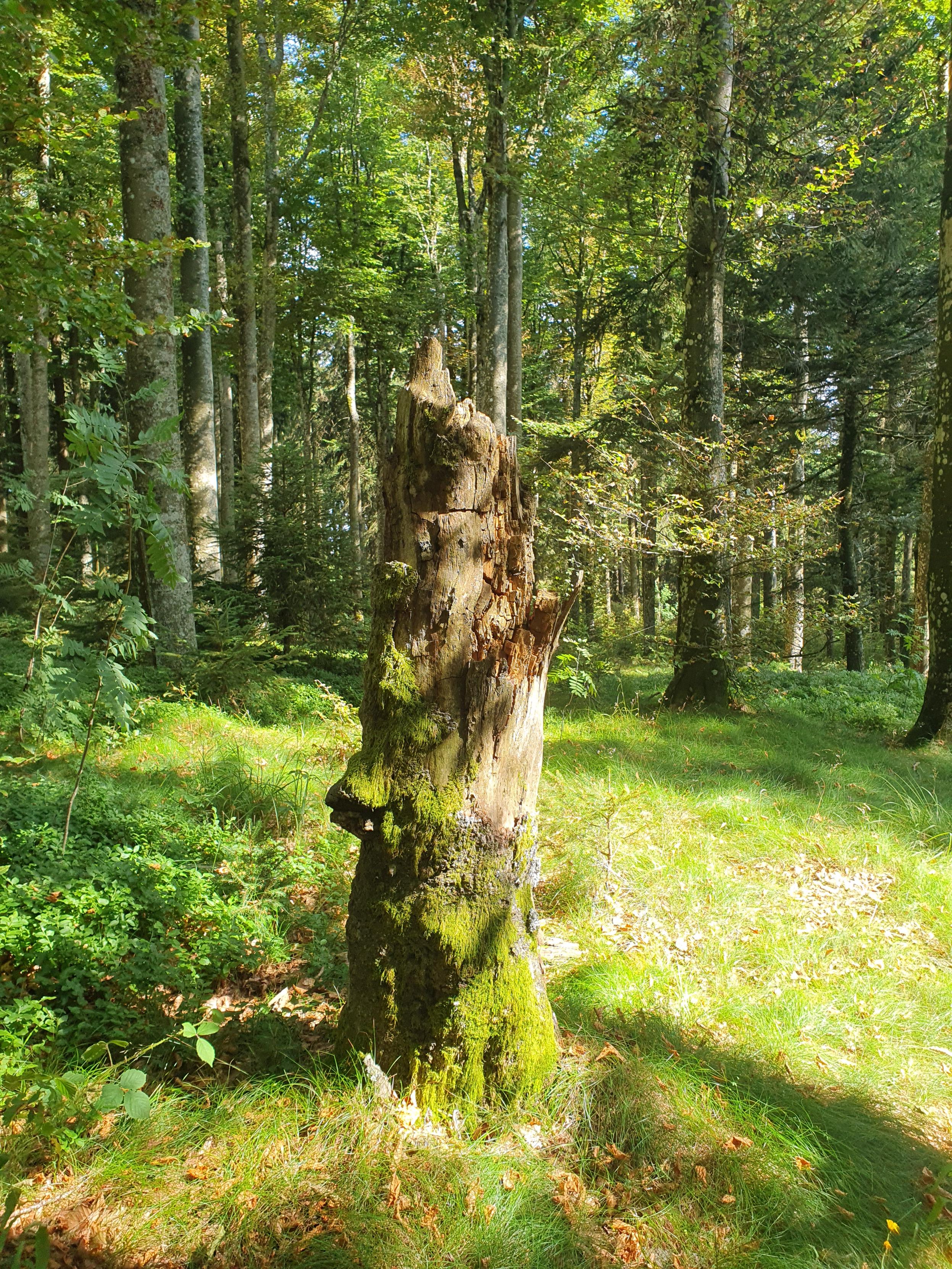 Ein mit Moos bewachsener Baumstumpf im Mischwald, die Sonne scheint zwischen den Bäumen durch.