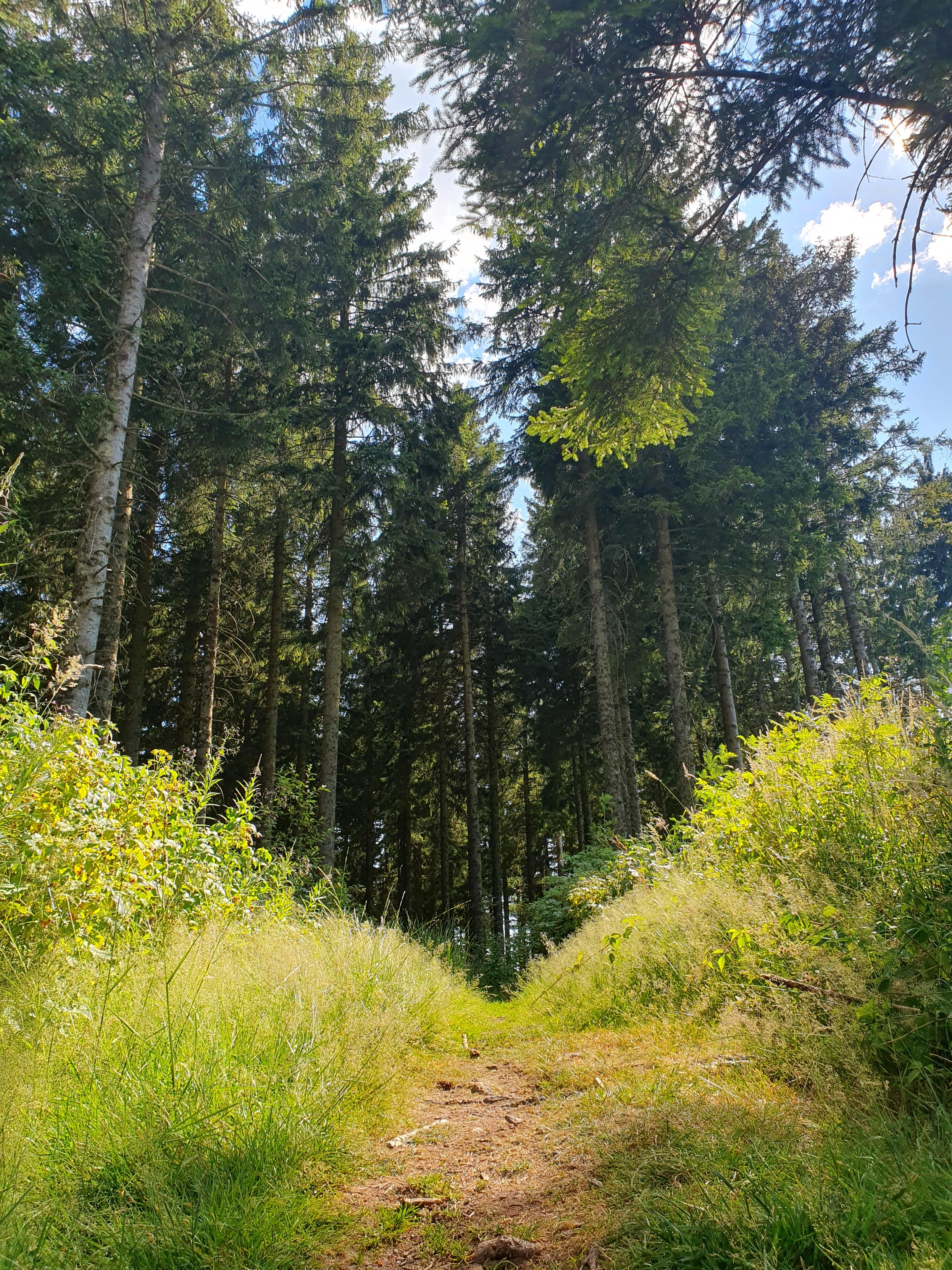 Ein sonnenbeschienener Pfad führt in den dunkleren Wald hinein