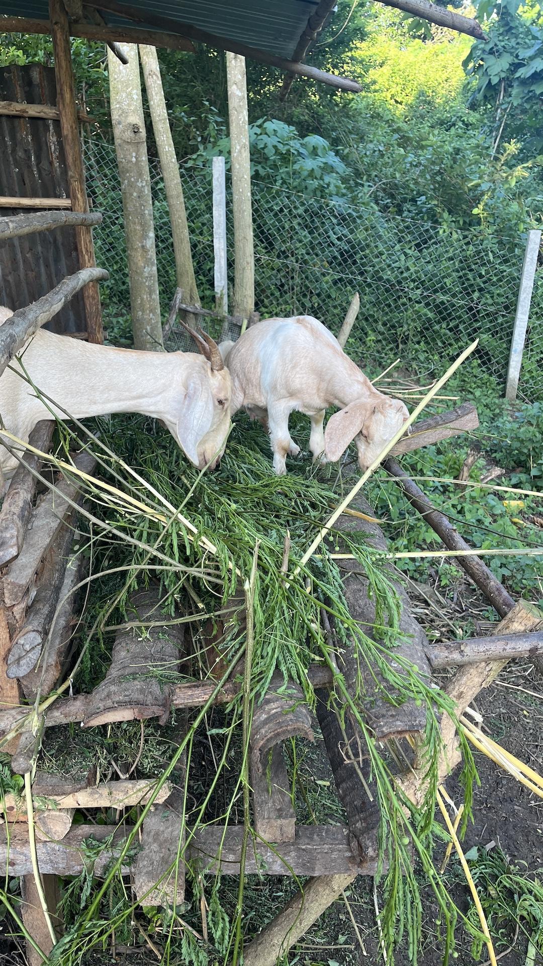 Mother goat with one of her daughters, both happily munching at the food station