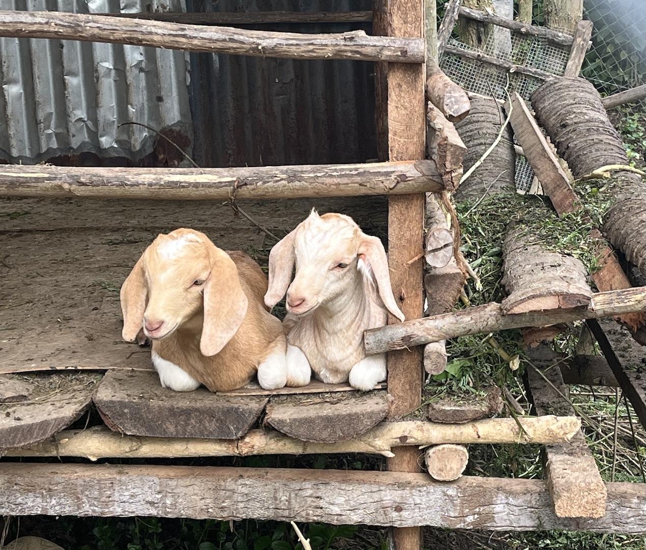 Twin young female goats, one medium brown, one very light brown, relaxing by the food station