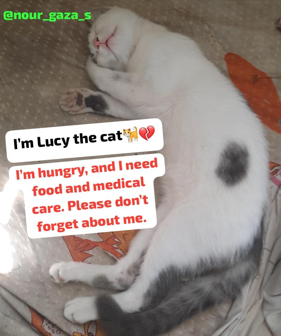 I’m Lucy the cat. 🐈💔

I’m hungry, and I need food and medical care. Please don’t forget about me.