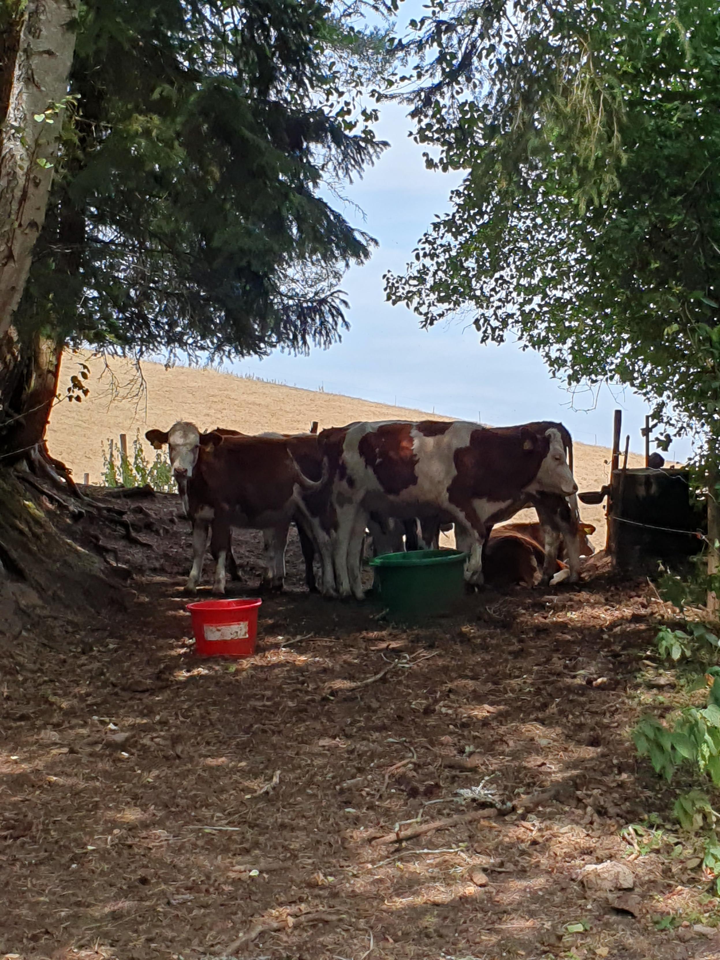 Im Schatten zwischen Bäumen stehen und liegen einige braun-weiß gefleckte junge Rinder. Es stehen dort auch Bottiche; vermutlich mit Wasser. Ein Rind schaut Richtung Kamera.