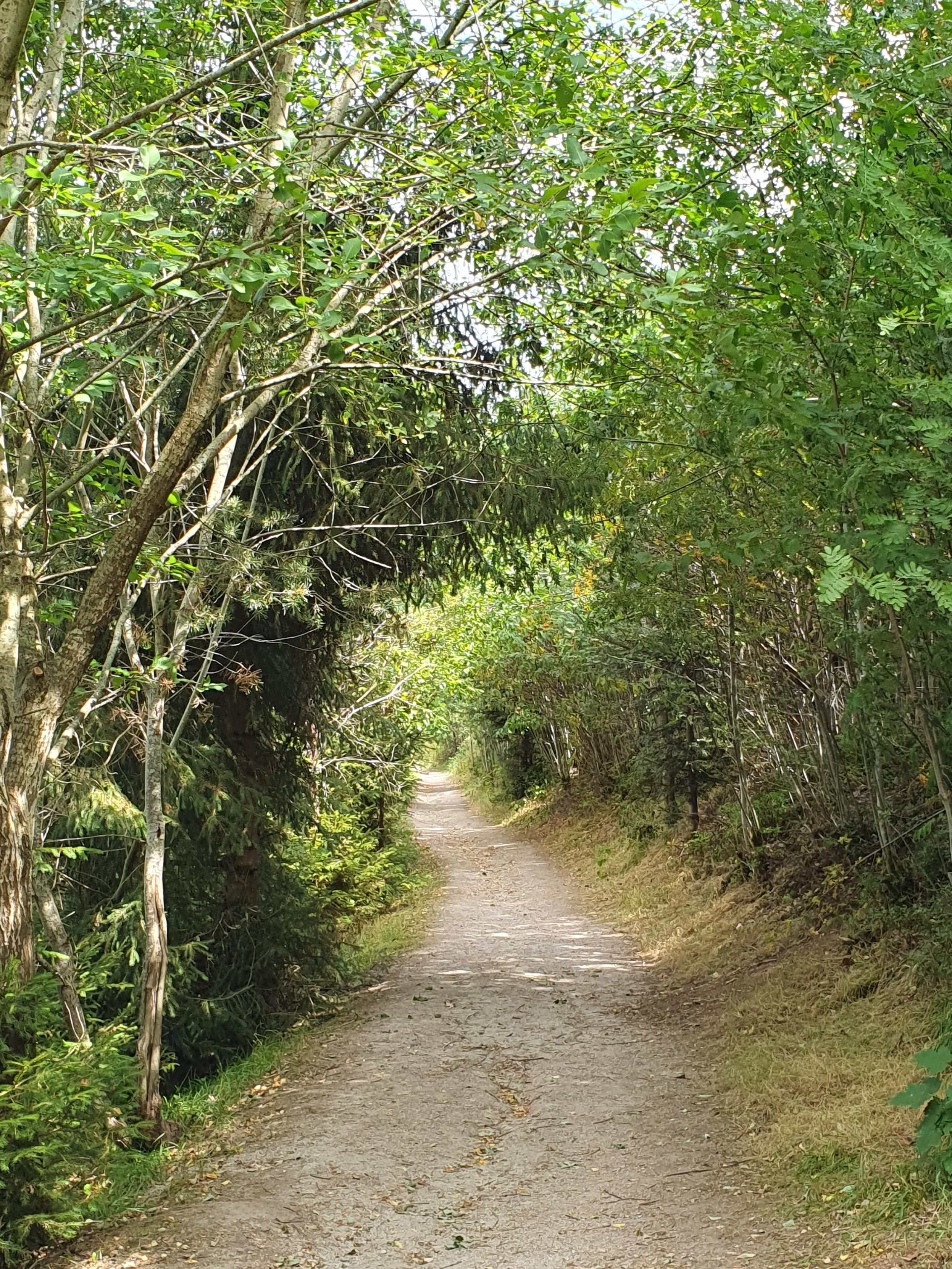 Ein Wanderweg mit Bäumen auf beiden Seiten, die den Weg zum größten Teil beschatten.
