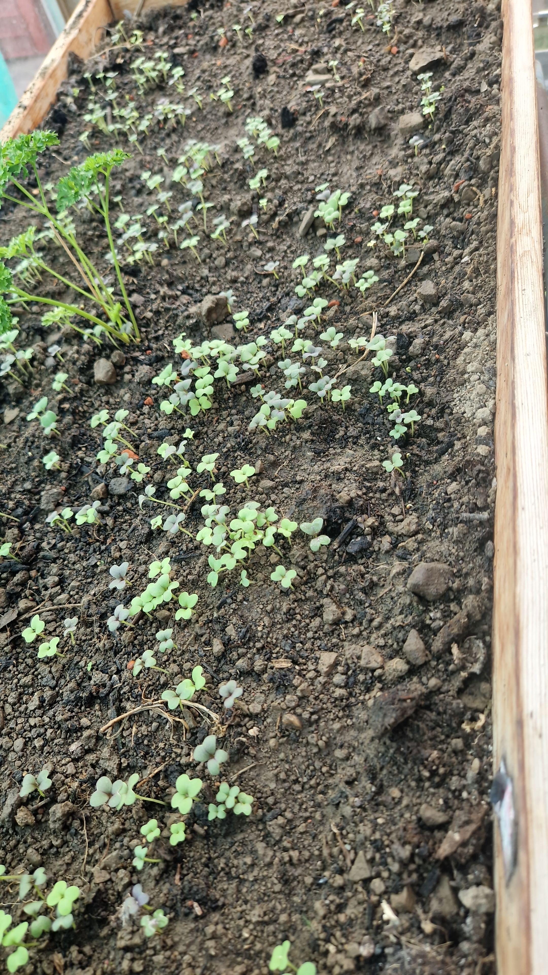 Lots of small seedlings sprouting from soil in an old wooden draw. And a small parsley plant thats a bit bigger & just happened to be there