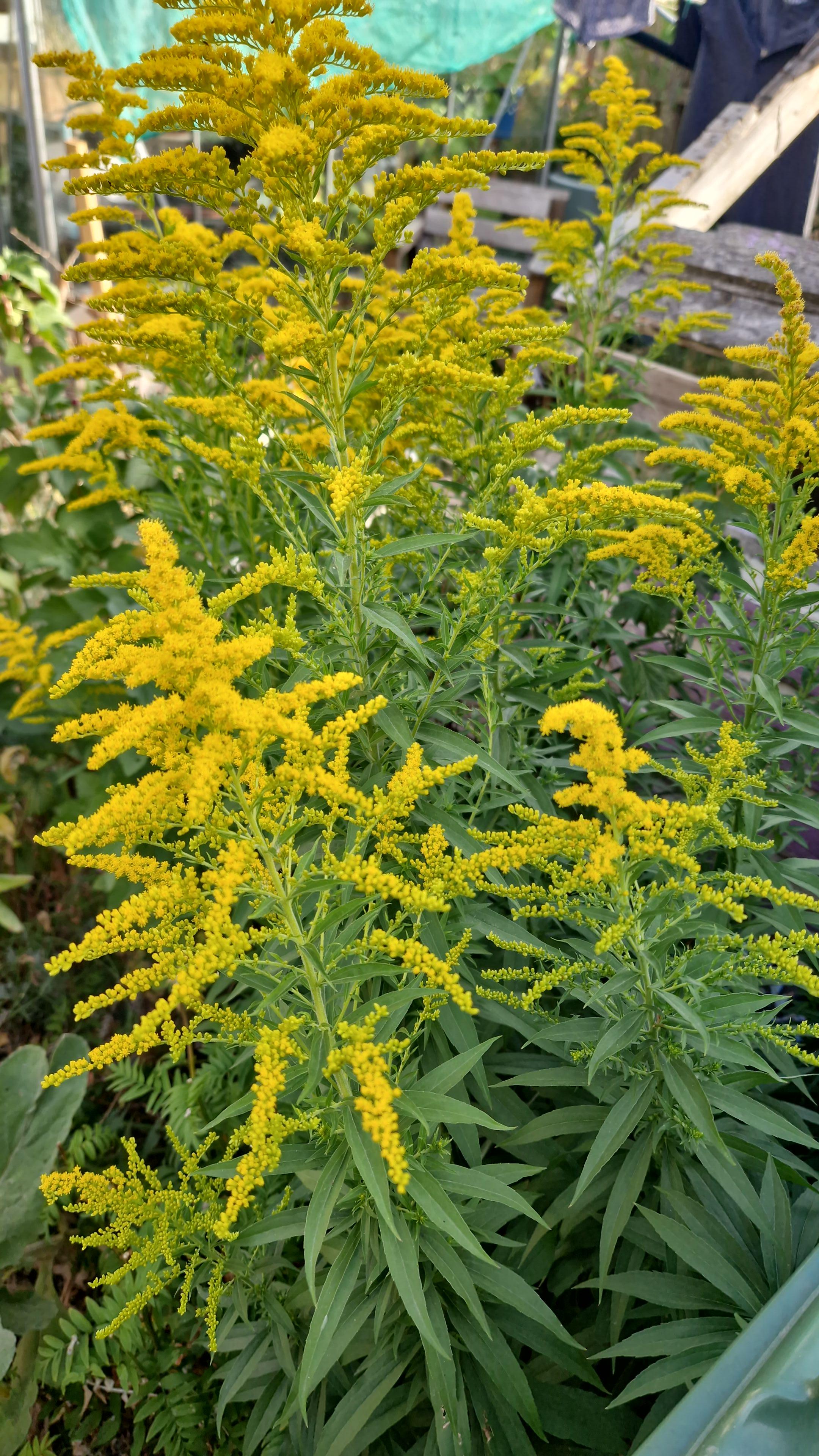 Lots of tall stems with long pointy leaves, gradually turning to bright yellow at the top with hundreds of tiny yellow flowers