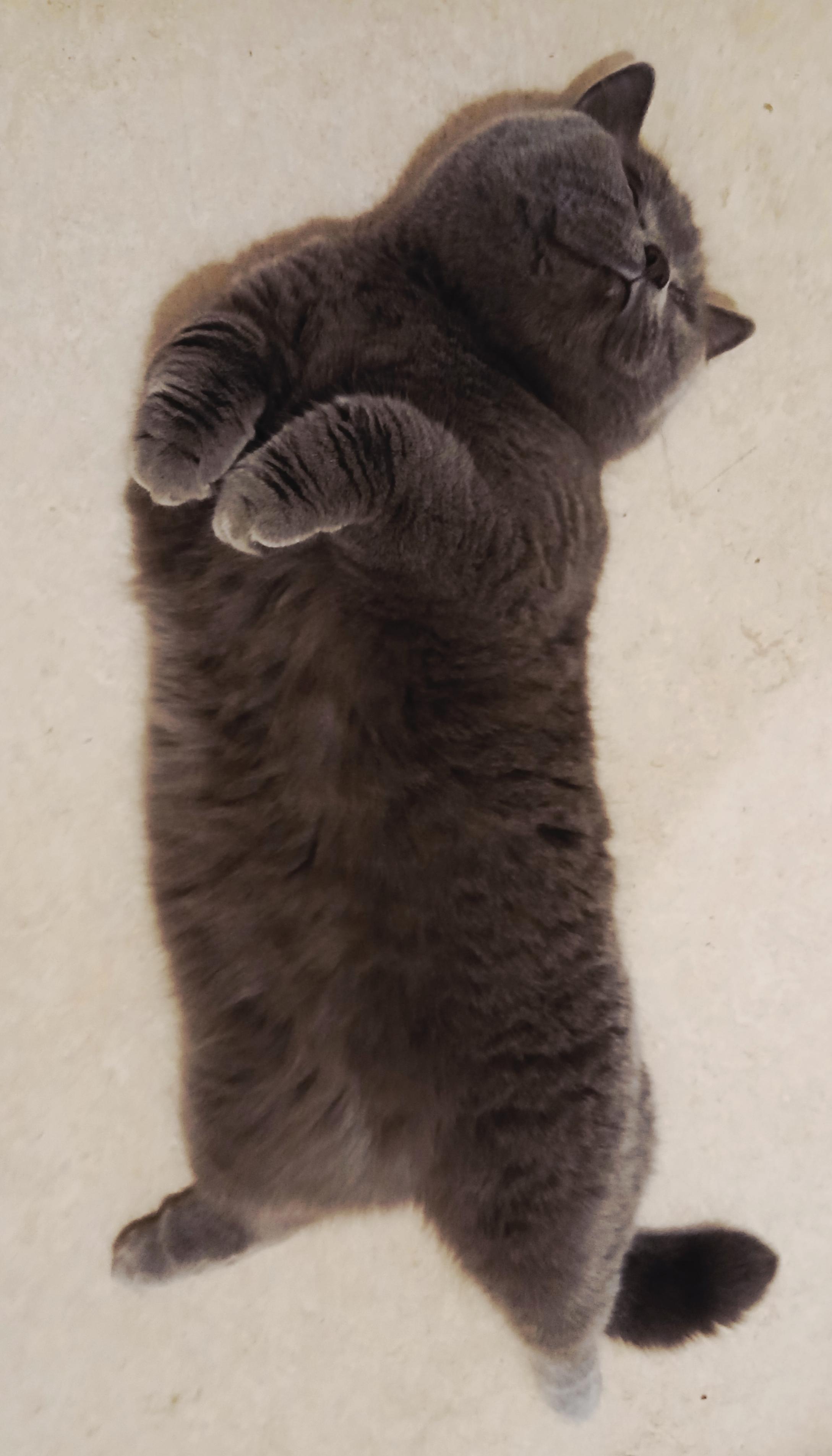 Leila, a gray British Shorthair with golden eyes, lies adorably on her back on the floor, demanding belly scritches.