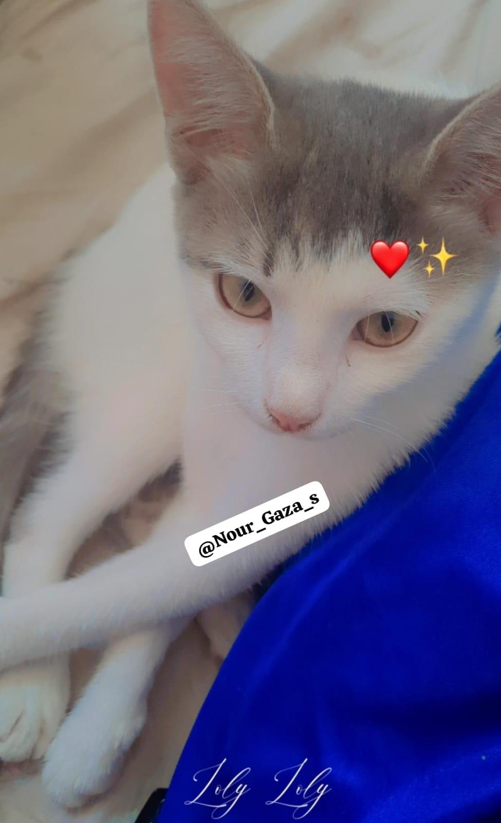 My Cat