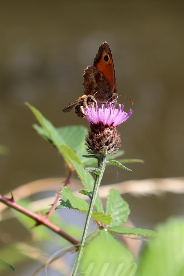 A thistle peeks out from above a bramble. A bee and a brown butterfly (which looks like a robin) are side by side on the top of it as if they had a drink on the table of a bar, sharing stories and laugh times. 
––––––
Shot with Canon R6 mk2 + RF 24‑105mm f/4‑7.1 on July 2026. 
105mm – 1/250s – f/9 – ISO 320