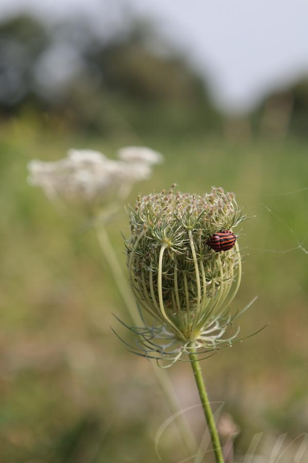A red and black striped shield bug on the side of a closed wild carrot. In the blurry background there is another carrot with a fully deployed umbel of white flowers in a prairie landscape. 
––––––
Shot with Canon R6 mk2 + RF 24‑105mm f/4‑7.1 on July 2026. 
105mm – 1/500s – f/9 – ISO 320