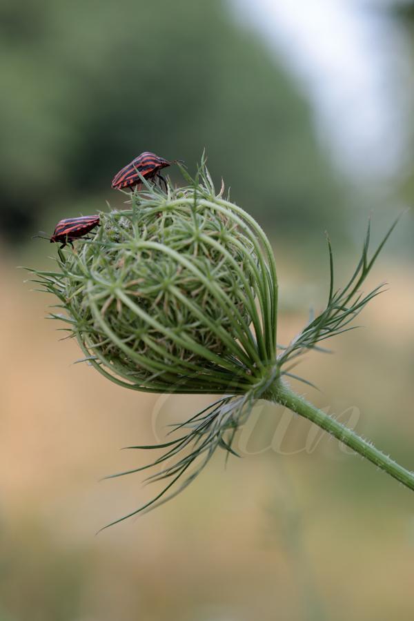 Two red and black striped shield bugs are on the top of a closed carrot flower. They turn their backs on each other as if they were shy on their first date. 
––––––
Shot with Canon R6 mk2 + RF 24‑105mm f/4‑7.1 on July 2026. 
105mm – 1/250s – f/9 – ISO 320
