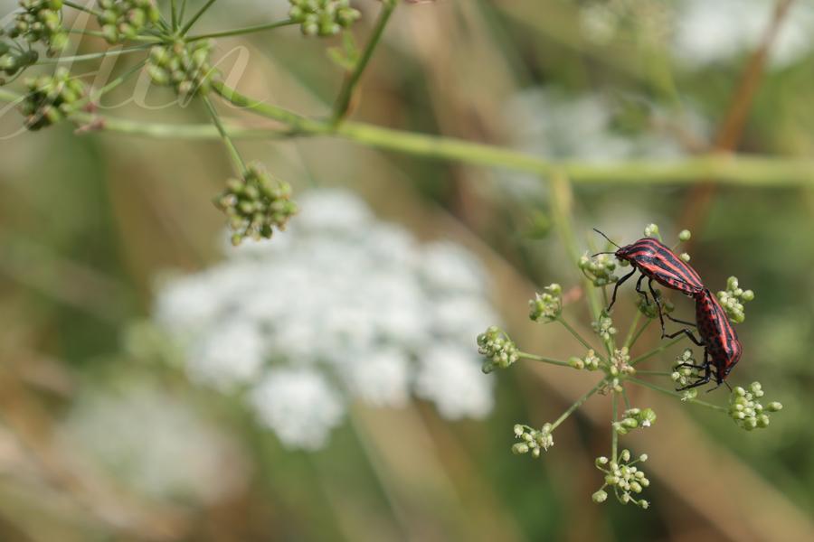 Back to back, two red and black striped shield bugs have a delicate sexual interaction on a young carrot flower. They seem really tender and respectful at each other as they even press their back legs against one another. 
––––––
Shot with Canon R6 mk2 + RF 24‑105mm f/4‑7.1 on July 2026. 
105mm – 1/500s – f/9 – ISO 320