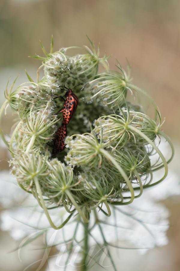 A pair of red and black shield bugs in love are inside a nearly closed wild carrot flower. The light green flower seems a perfect home, offering cosiness and protection for a future family. 
––––––
Shot with Canon R6 mk2 + RF 24‑105mm f/4‑7.1 on July 2026. 
105mm – 1/320s – f/9 – ISO 320