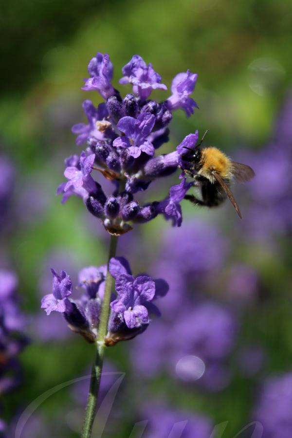 The tip of a lavender branch stands out against an out of focus background fullfiled with lavender bushes. A bumble bee dives head-first in one of the purple flower. 
––––––
Shot with Canon 70D + EFS 18‑55mm f/3.5‑5.6 IS2 on June 2026. 
55mm – 1/2000s – f/5.6 – ISO 320