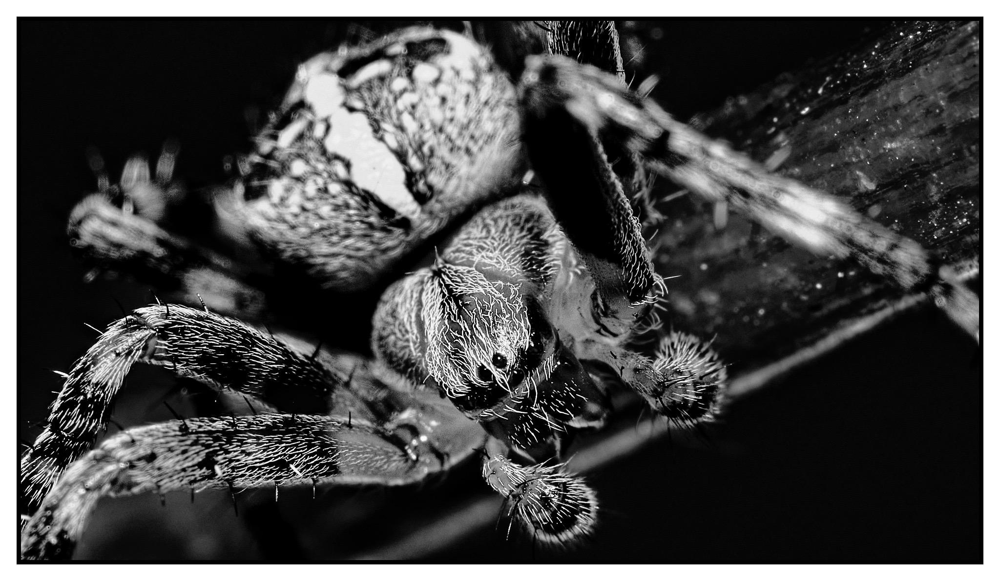 Frontal monochrome macro image of a small oak spider ion a washing line. The 2mm line goes diagonally across the image and fills nerly half the image.