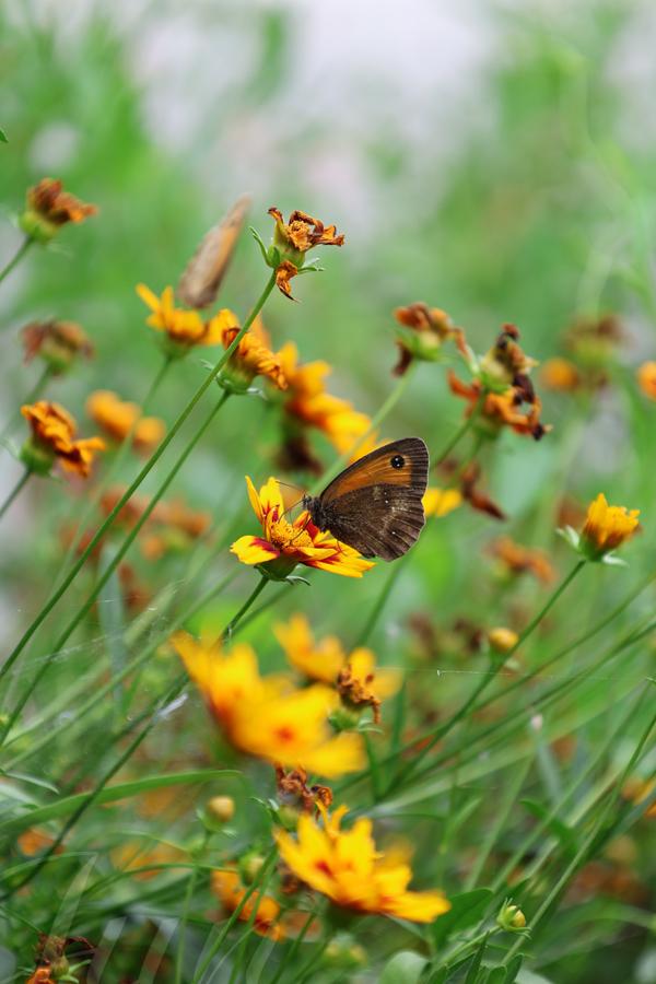 In a public garden, a side view on a wonderful group of coreopsis with yellow and red petals that has mysteriously decided to grew up at an angle. A brown butterfly in a robin disguise doesn't seem to be bothered and harvest some nectar from the top of one of them. Out of focus another similar butterfly has also landed on an other flower. The background is blurry and made of vivid shades of green. 
––––––
Shot with Canon R6 mk2 + RF 24‑105mm f/4‑7.1 on July 2026. 
105mm – 1/125s – f/7,1 – ISO 200
