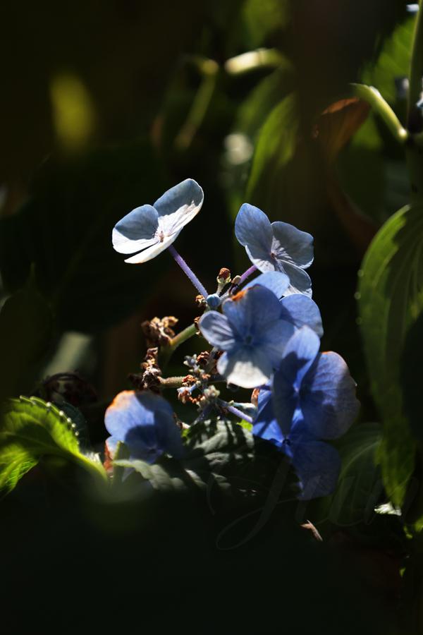 Deeply settled in an hydrangea bush, one of its blue flower is enlightened by a ray of light. Otherwise, it is fully emprisoned by the shadows and the leaves of the plant as if it was in a cave. 
––––––
Shot with Canon R6 mk2 + RF 24‑105mm f/4‑7.1 on August 2026. 
105mm – 1/8000s – f/7,1 – ISO 6400