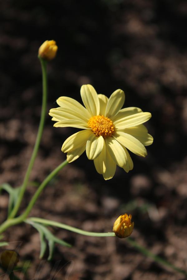 A portrait of a marguerite daisy with pale yellow petals and ocre yellow heart is pointing to the top right corner of the picture against a blurry background of brown dirt. Two secondary stems with not yet opened flowers makes it look like a martial artist in a combat-ready stance. 
––––––
Shot with Canon 70D + EFS 18‑55mm f/3.5‑5.6 IS2 on May 2026. 
55mm – 1/800s – f/5,6 – ISO 100