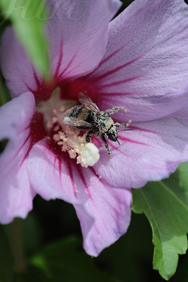 A close-up on a bumblebee making its way out of a pink hibiscus. It is completely covered in pollen apart from its wings. 
––––––
Shot with Canon R6 mk2 + RF 24‑105mm f/4‑7.1 on July 2026. 
105mm – 1/320s – f/9 – ISO 320