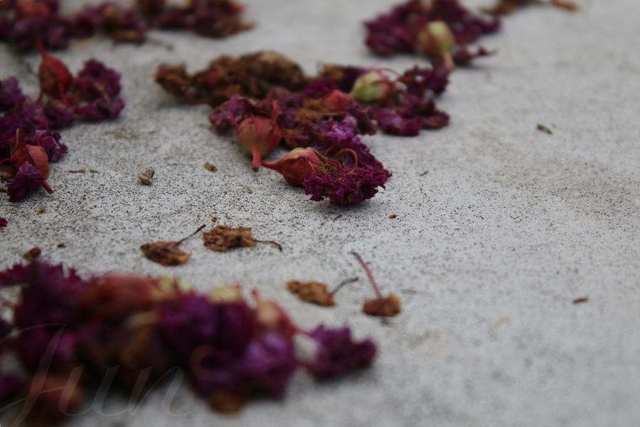 Wilted purple inflorescences of a crape myrtle are lying on a rough white roof. 
––––––
Shot with Canon 70D + EFS 18‑55mm f/3.5‑5.6 IS2 on August 2025. 
55mm – 1/500s – f/5,6 – ISO 200
