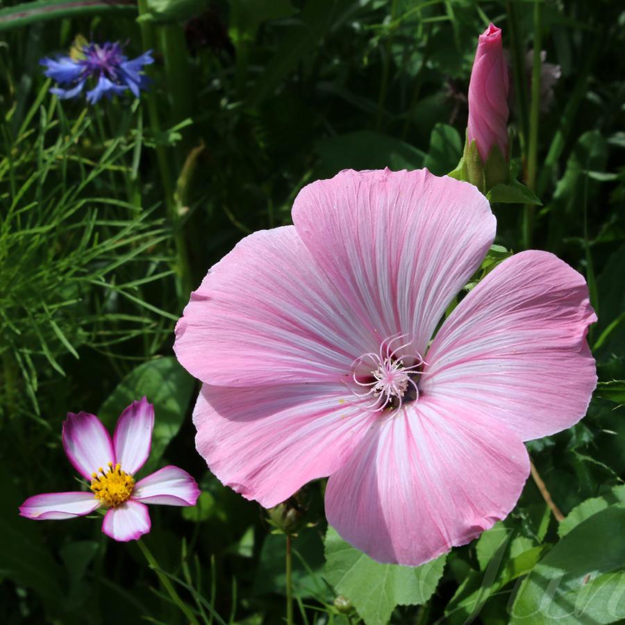 A very large soft pink annual mallow. It has five gigantic round petals delicately textured and stamens that shape a spiral at its heart. It is surrounded by a cosmos with fuchsia edged white petals, a blue centaurea and another burgeoning mallow. 
––––––
Shot with Canon 70D + EFS 18‑55mm f/3.5‑5.6 IS2 on July 2024. 
48mm – 1/320s – f/18 – ISO 320