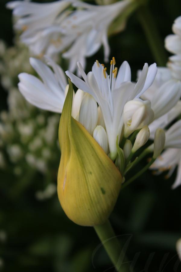 A side view on a blooming agapantus flower head in front of a blurred green background full of other flowers. Multiple white closed flowers are coming out of a yellowish protective cap. But one of them is already opened and show us its yellow tipped stamens. 
––––––
Shot with Canon 70D + EFS 18‑55mm f/3.5‑5.6 IS2 on June 2026. 
55mm – 1/400s – f/5,6 – ISO 320